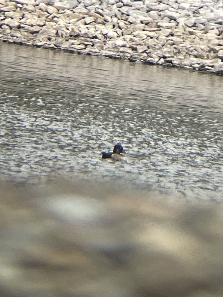 Ring-necked Duck - ML624121625