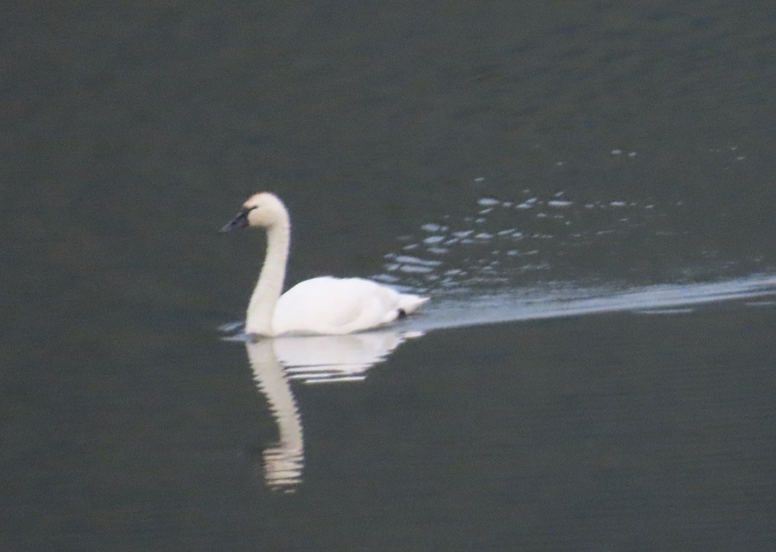 Cisne Chico - ML624121635