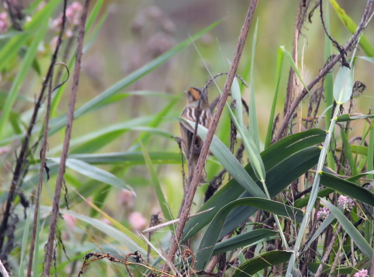 Nelson's Sparrow - ML624121667