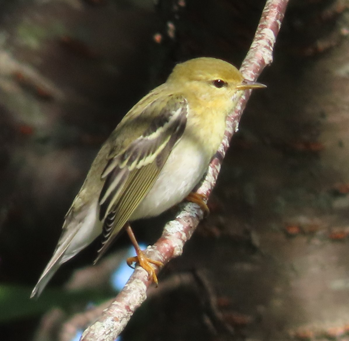 Blackpoll Warbler - ML624121695