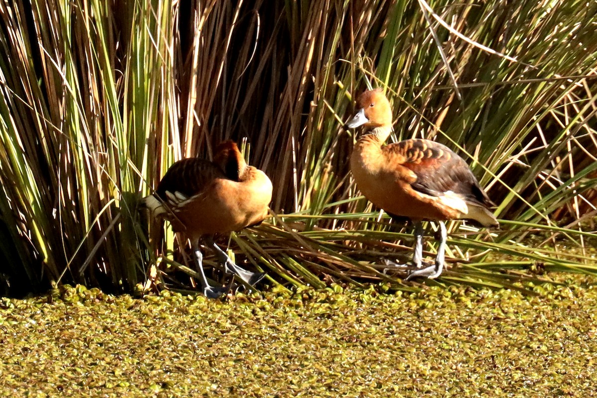 Dendrocygne fauve - ML624121701