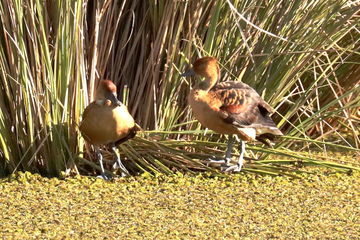 Dendrocygne fauve - ML624121702