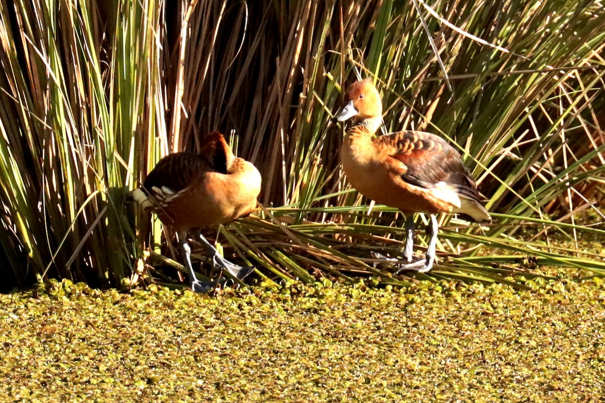 Dendrocygne fauve - ML624121703