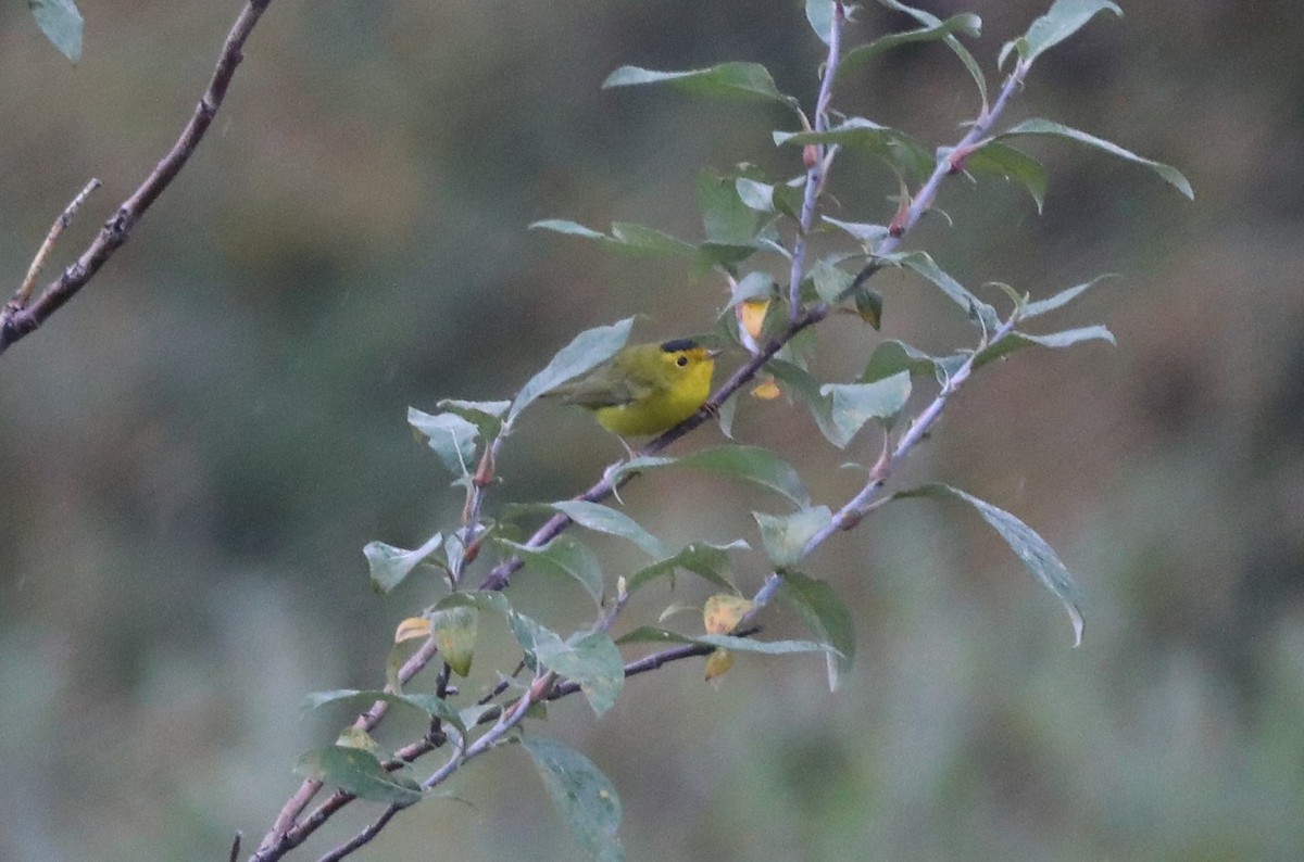 Wilson's Warbler - ML624121712