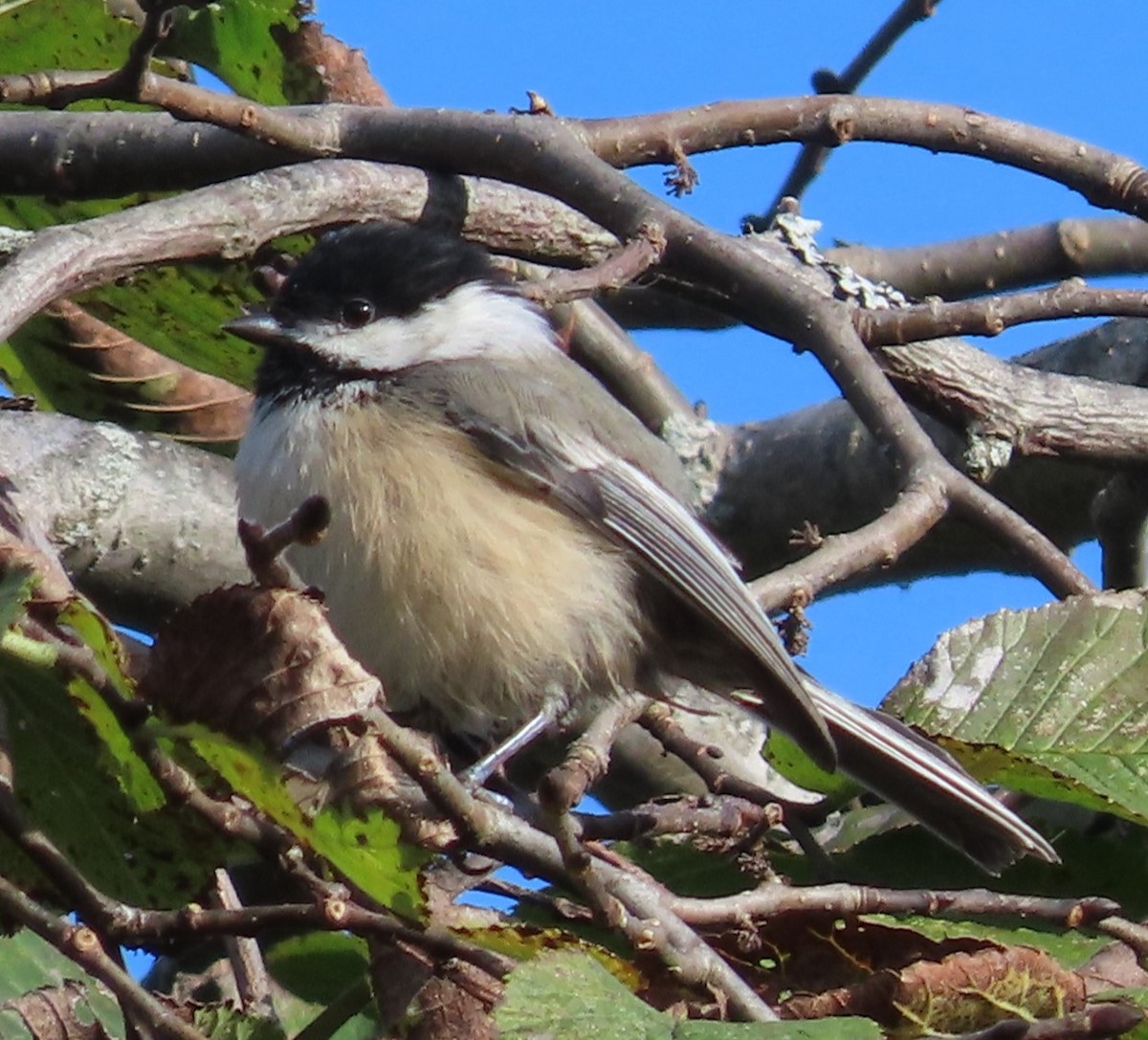 Black-capped Chickadee - ML624121725