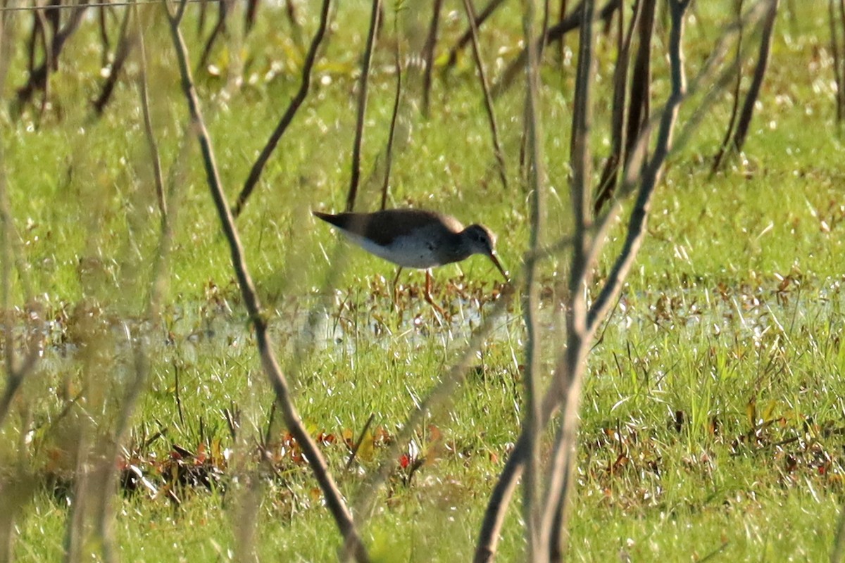 Bécasseau à poitrine cendrée - ML624121729