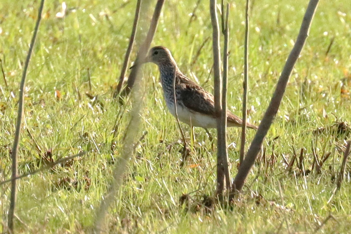 Bécasseau à poitrine cendrée - ML624121730