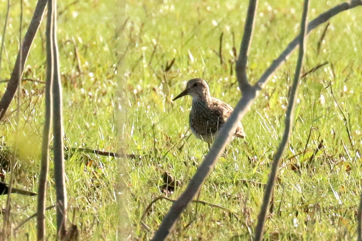 Bécasseau à poitrine cendrée - ML624121731