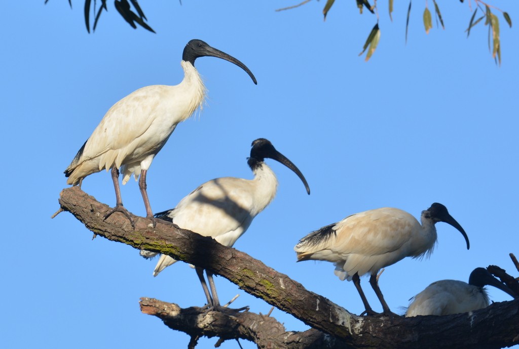 Australian Ibis - ML624121770