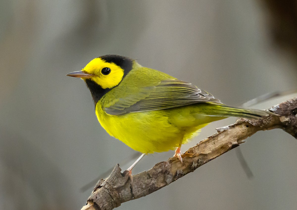 Hooded Warbler - ML624121775