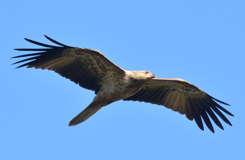 Whistling Kite - ML624121783