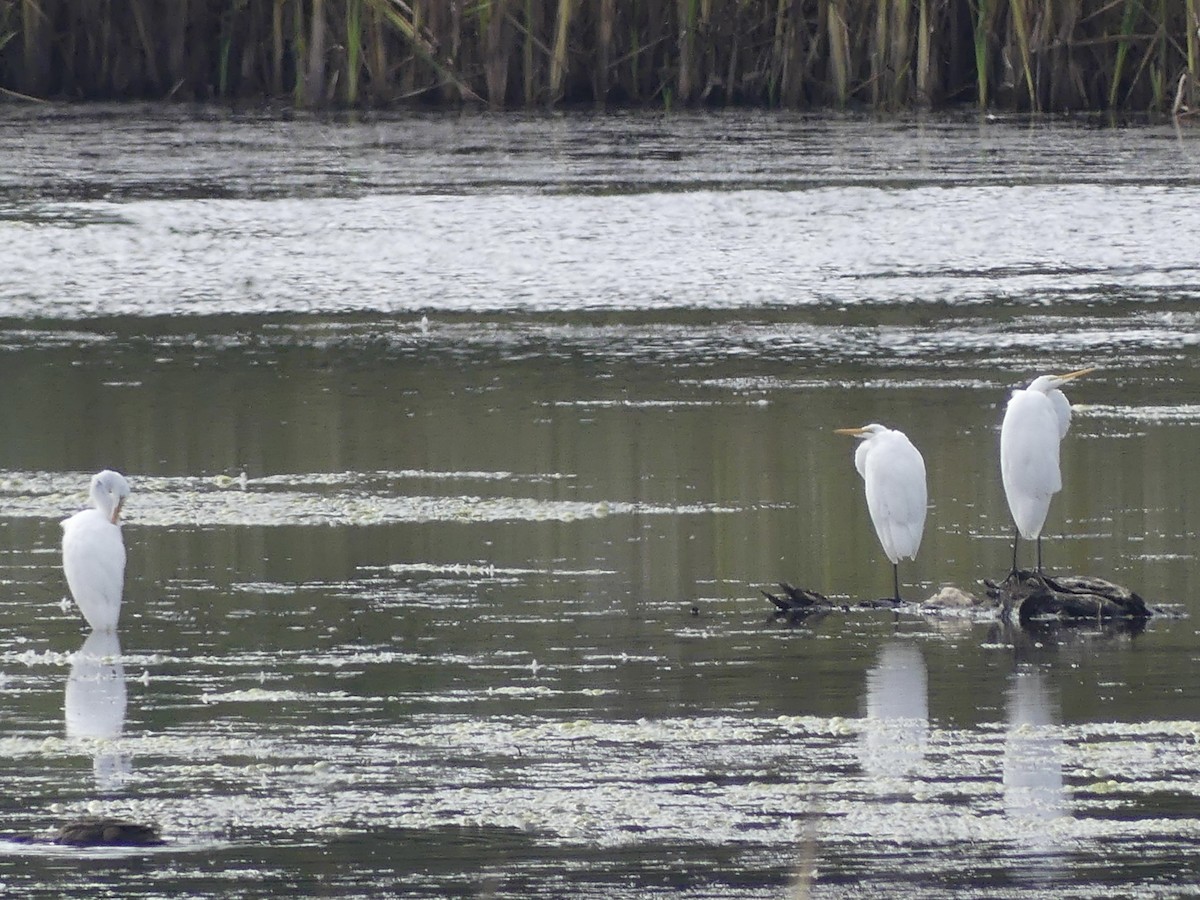 Great Egret - ML624121825