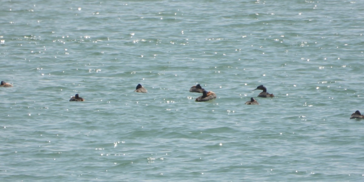 Great Grebe - ML624121854