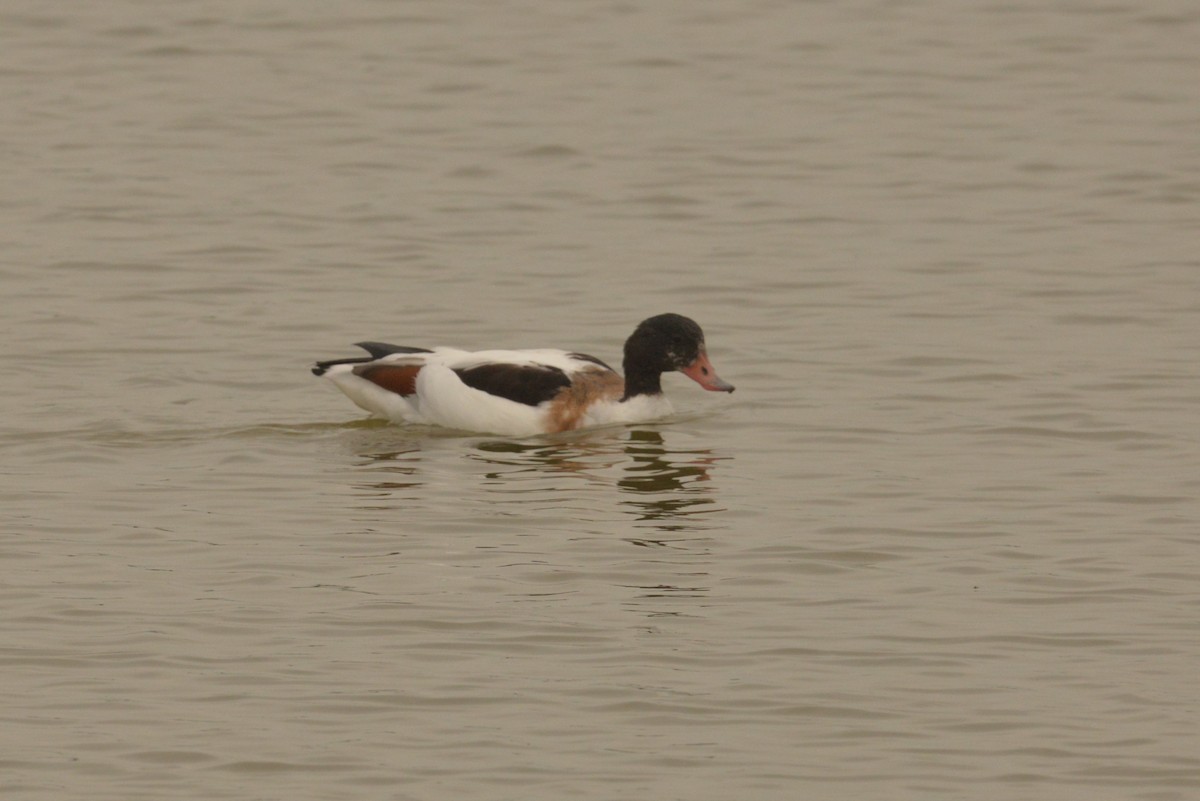 Common Shelduck - ML624121874