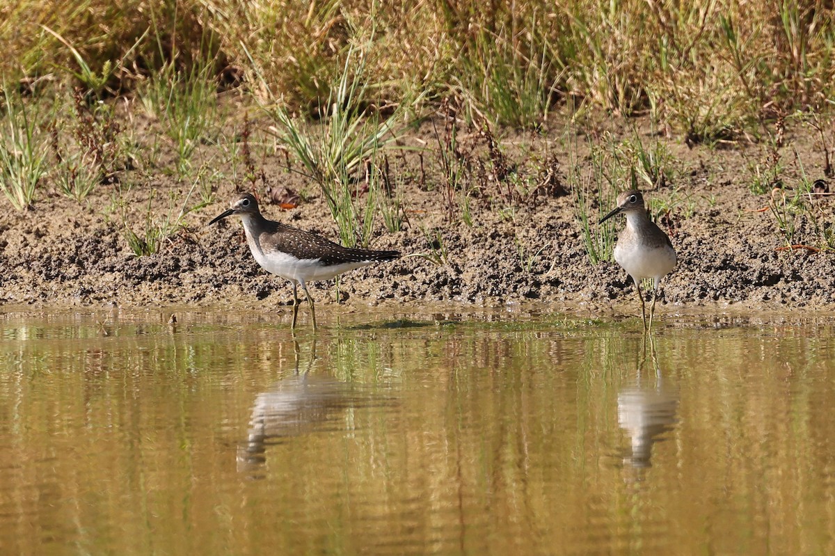 Solitary Sandpiper - ML624121881