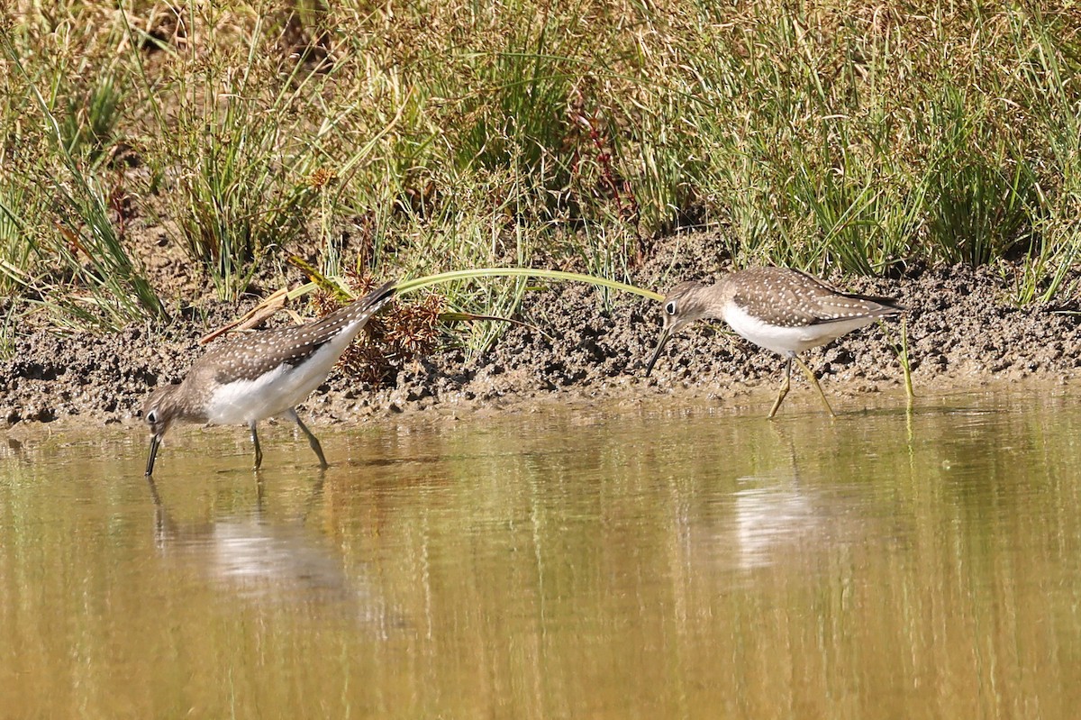 Solitary Sandpiper - ML624121882