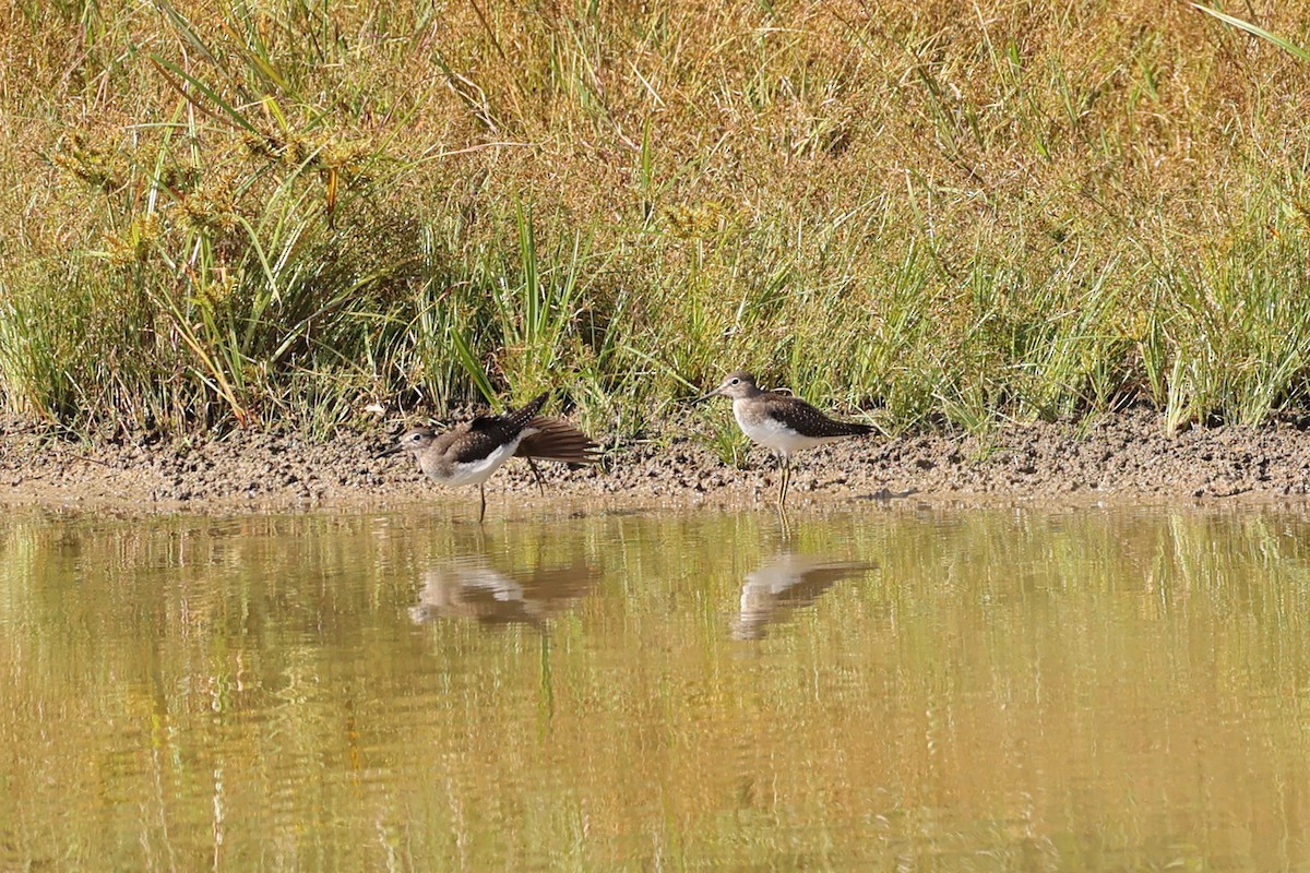 Solitary Sandpiper - ML624121883