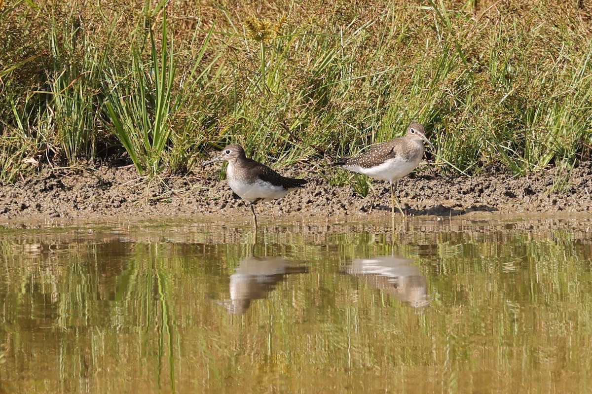 Solitary Sandpiper - ML624121884