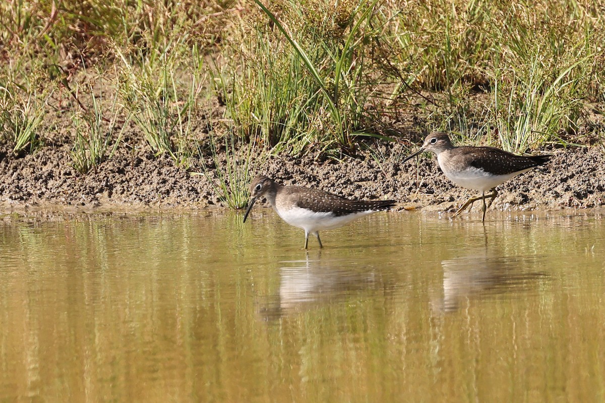 Solitary Sandpiper - ML624121885