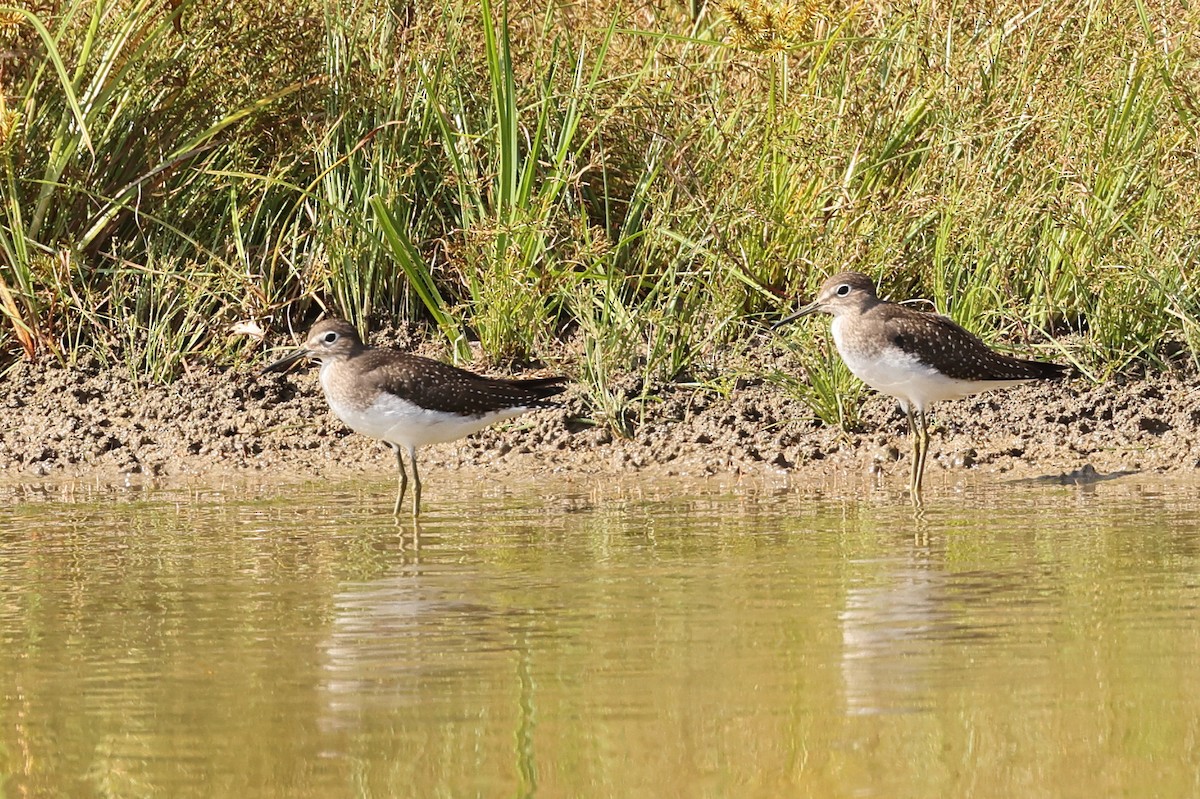 Solitary Sandpiper - ML624121886