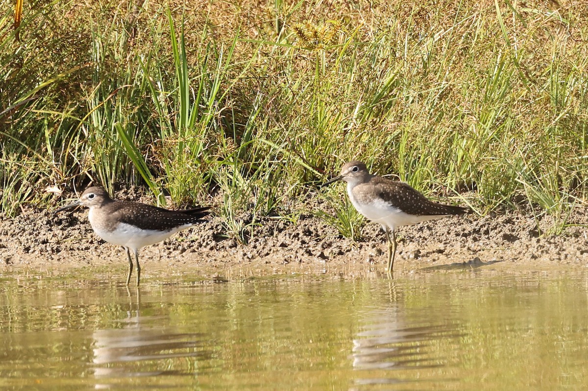 Solitary Sandpiper - ML624121887