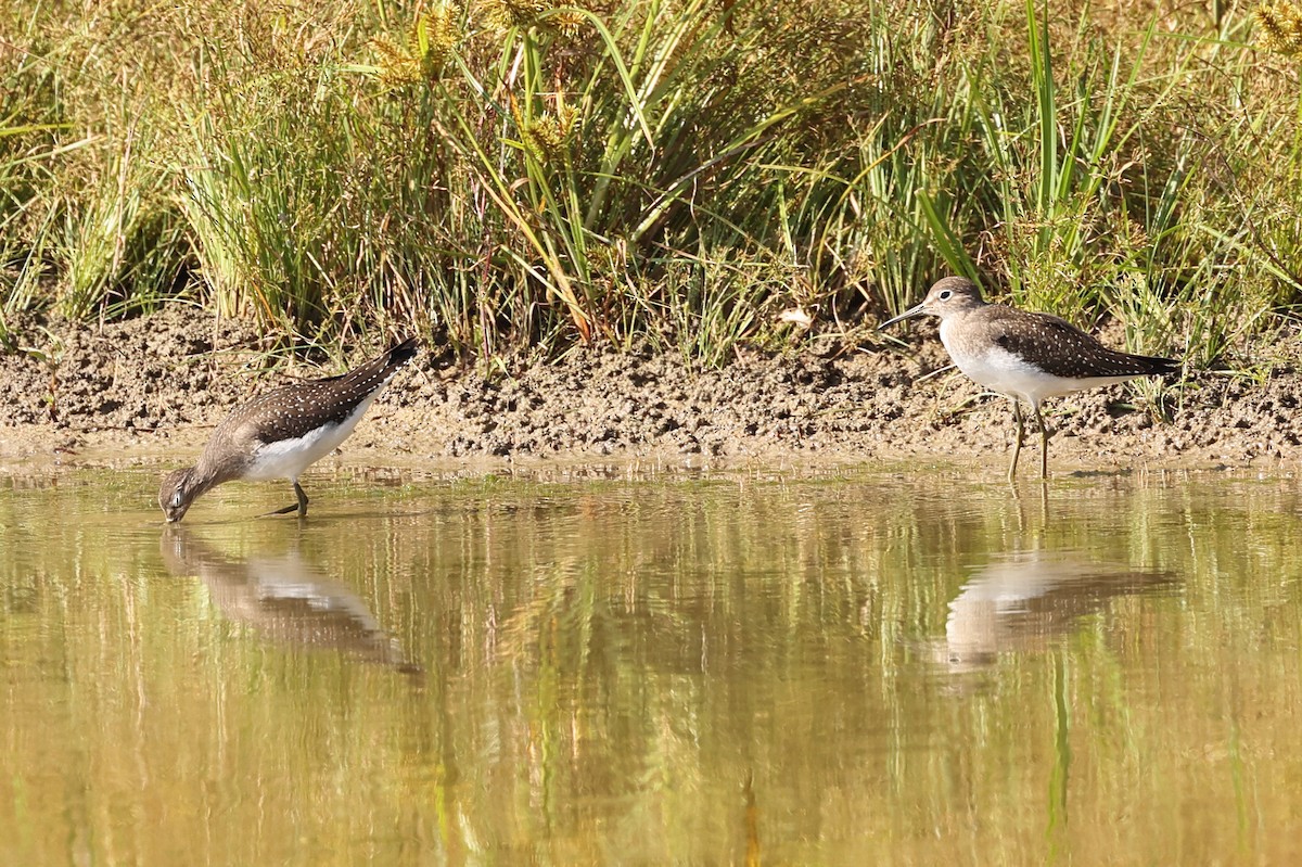 Solitary Sandpiper - ML624121888