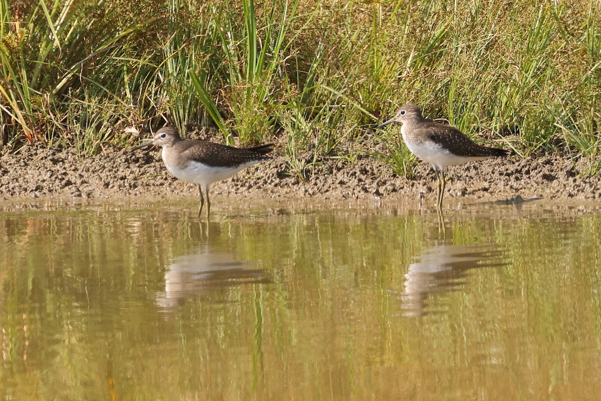 Solitary Sandpiper - ML624121889