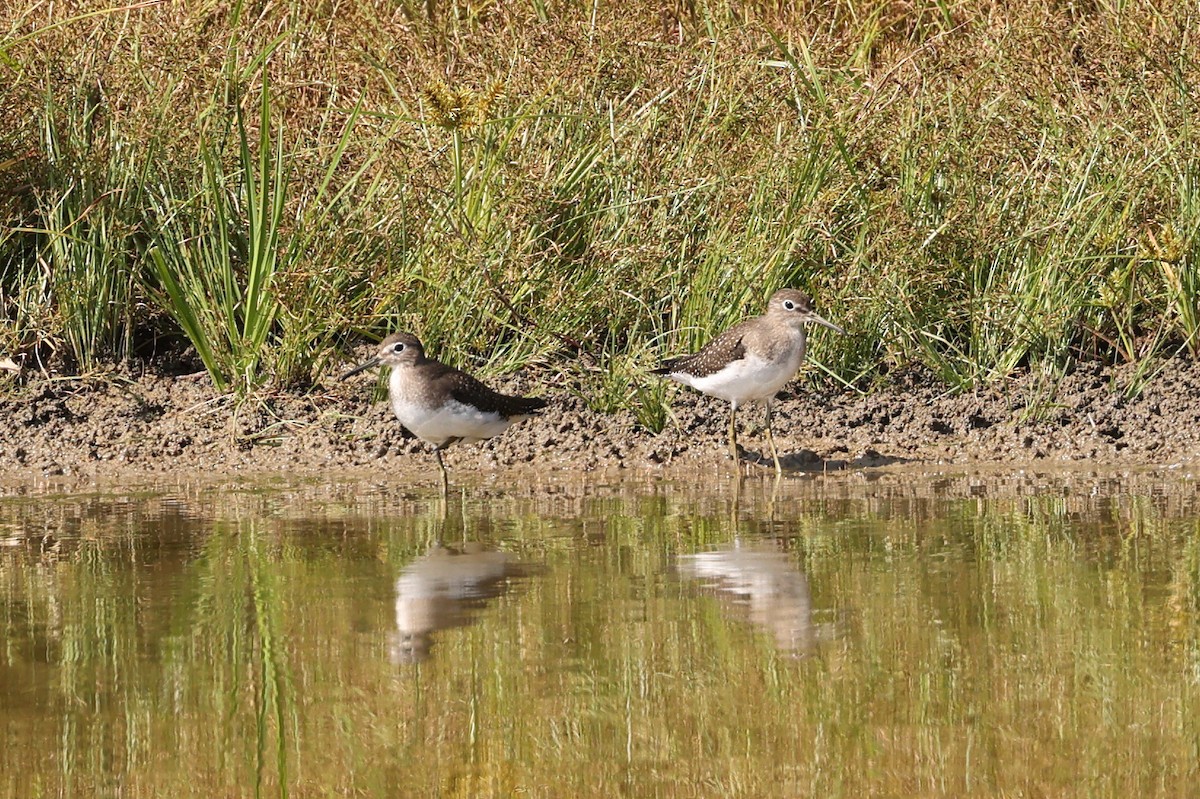 Solitary Sandpiper - ML624121890