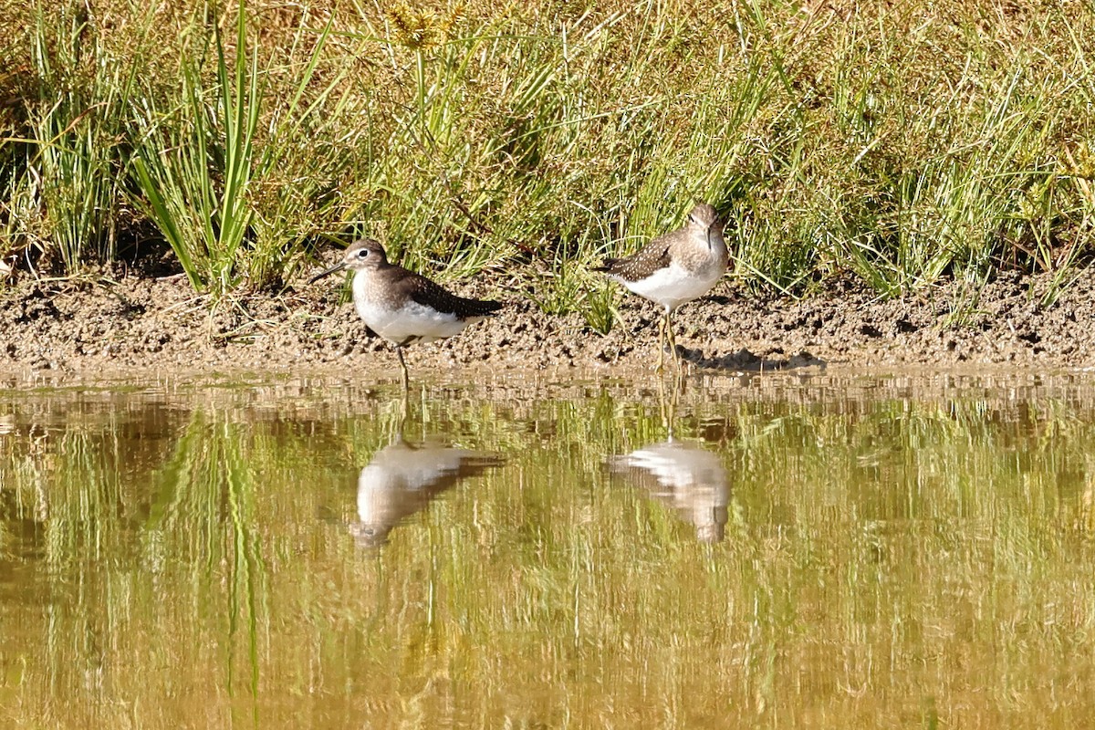 Solitary Sandpiper - ML624121891