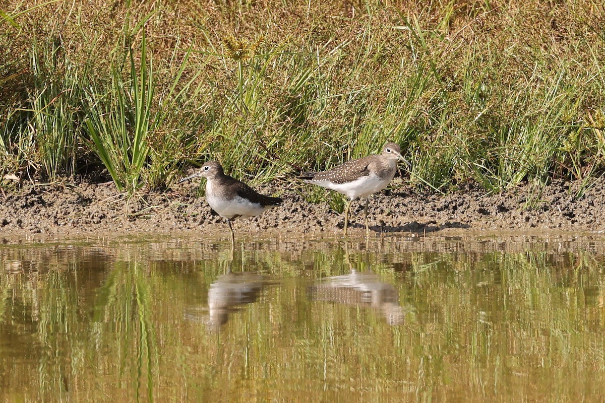 Solitary Sandpiper - ML624121892