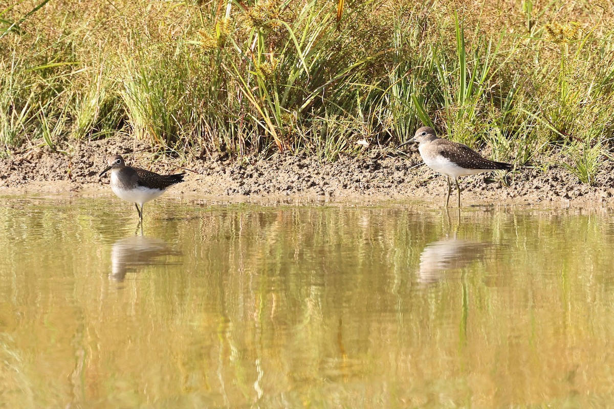 Solitary Sandpiper - ML624121893