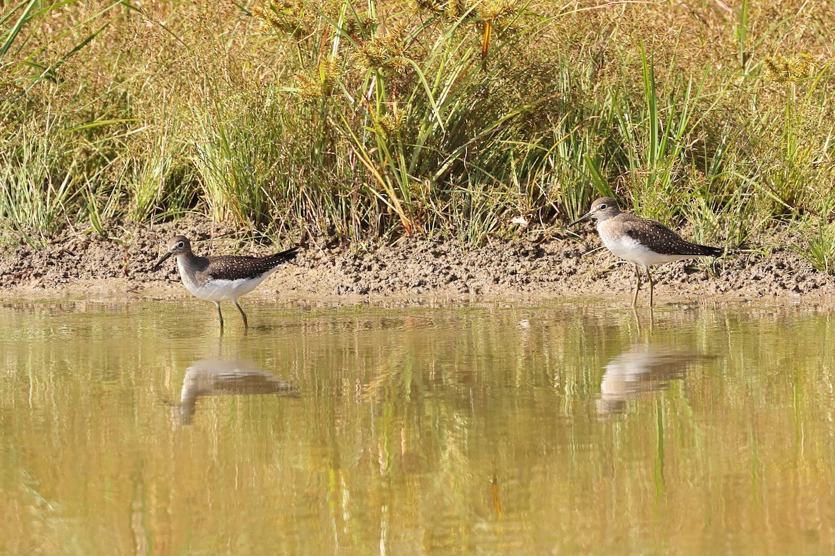 Solitary Sandpiper - ML624121894