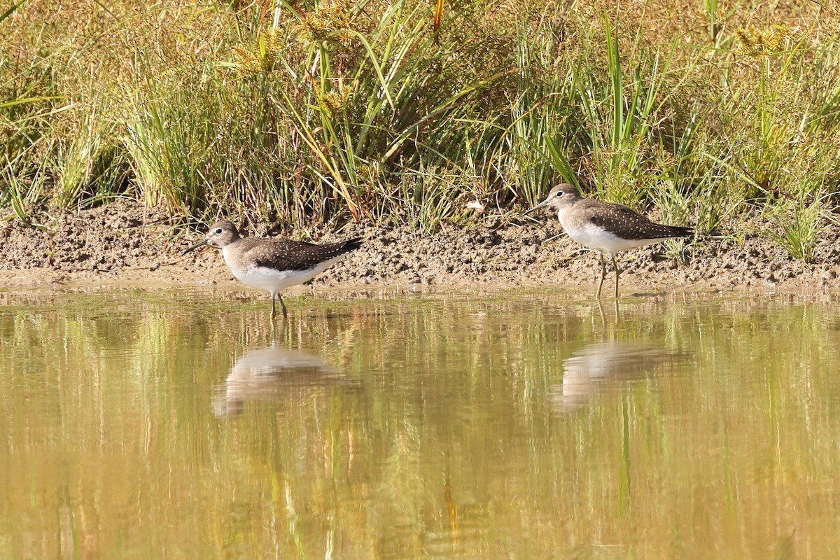 Solitary Sandpiper - ML624121895