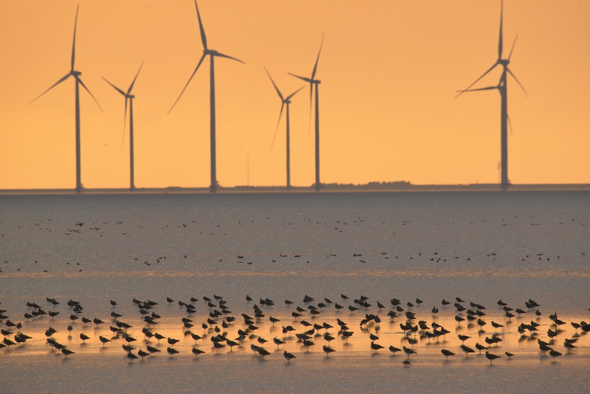 Northern Lapwing - ML624121908