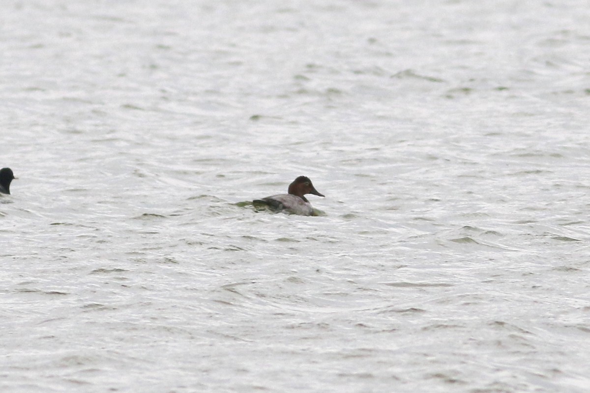 Common Pochard - Ray Scally