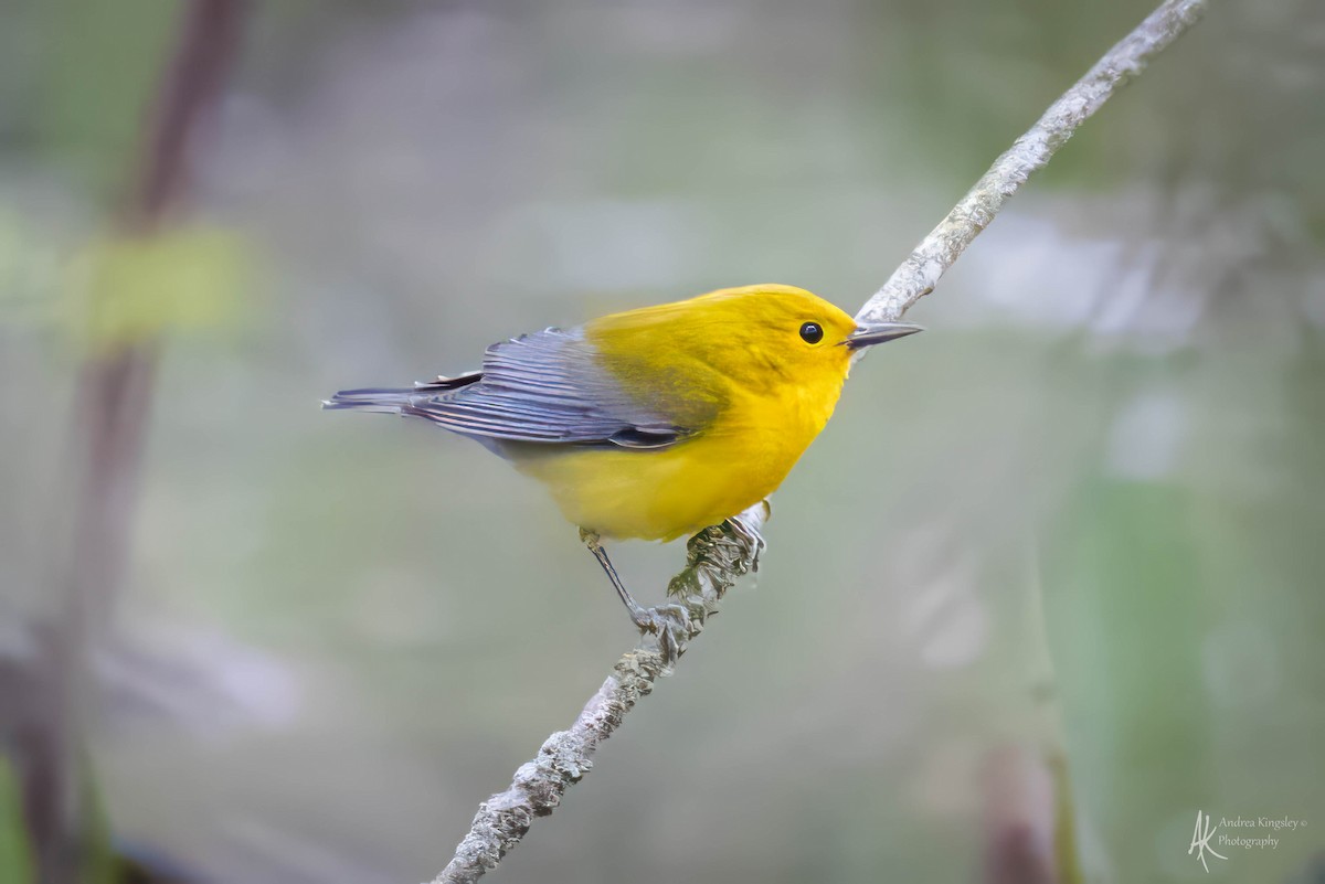 Prothonotary Warbler - ML624121930