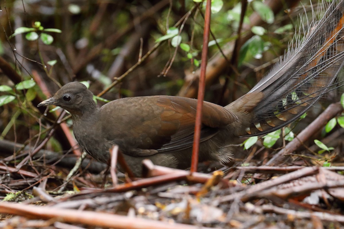 Великолепный лирохвост - ML624121938