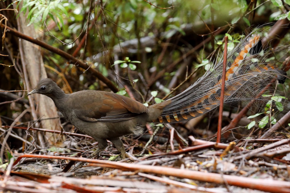 Великолепный лирохвост - ML624121939