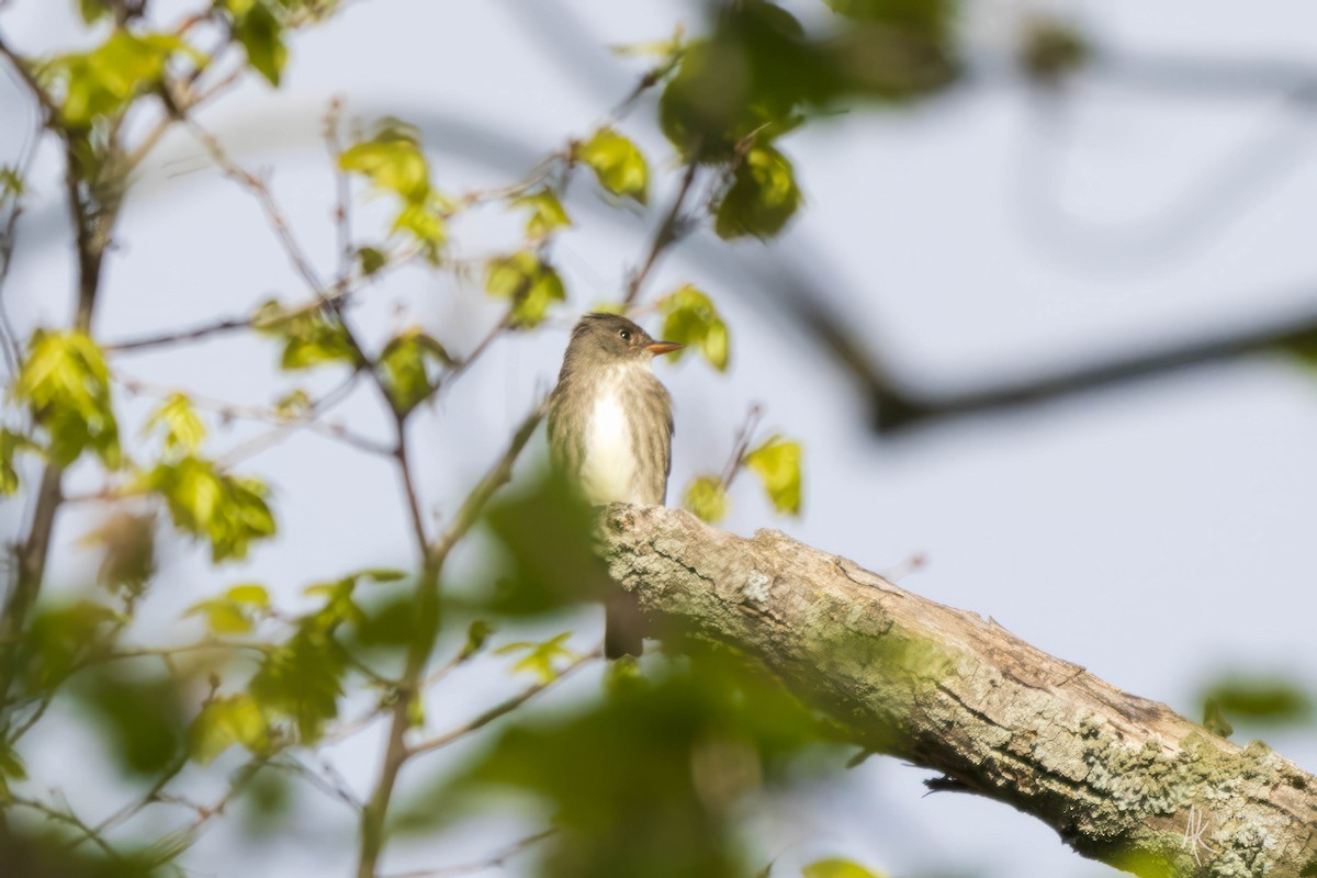 Olive-sided Flycatcher - ML624121977