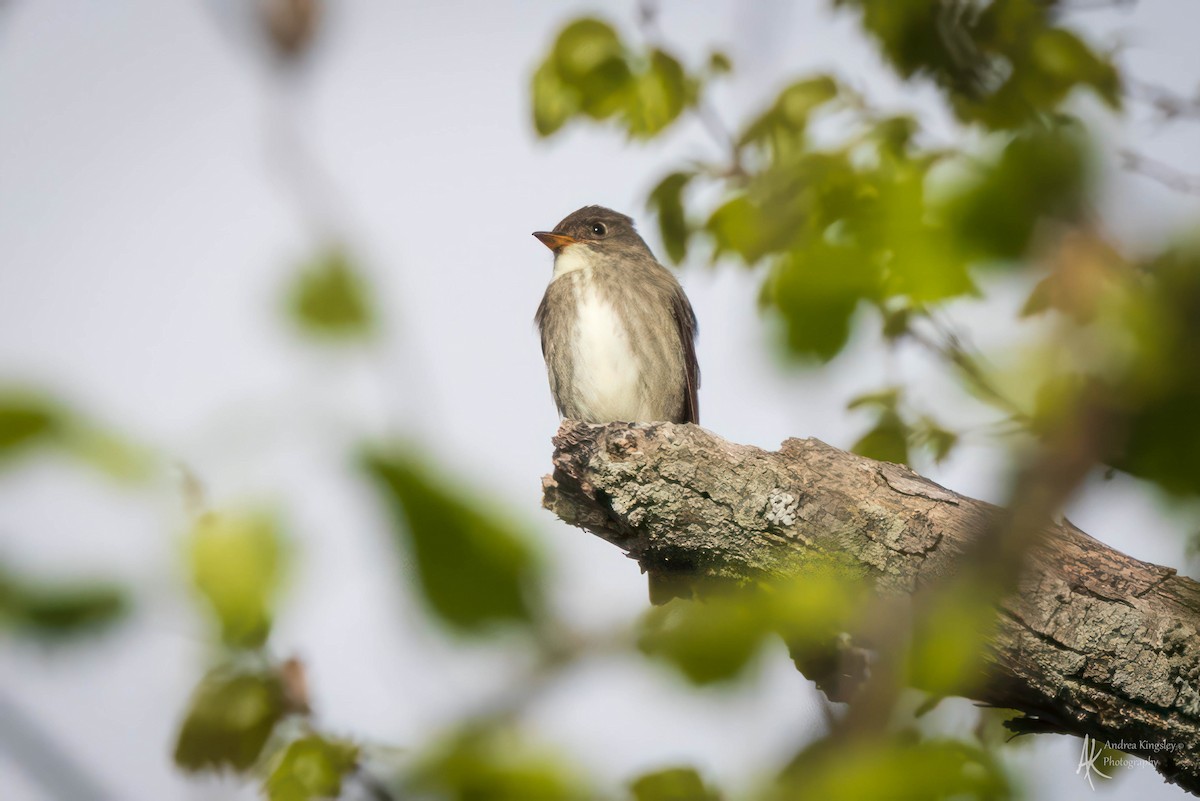 Olive-sided Flycatcher - ML624121978