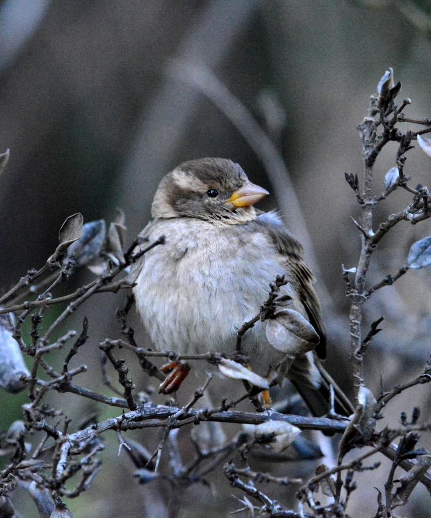 House Sparrow - ML624121980