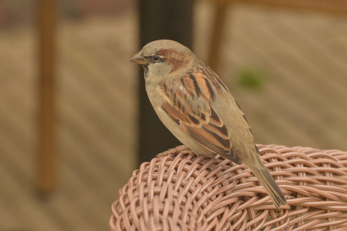 House Sparrow - James Kamstra