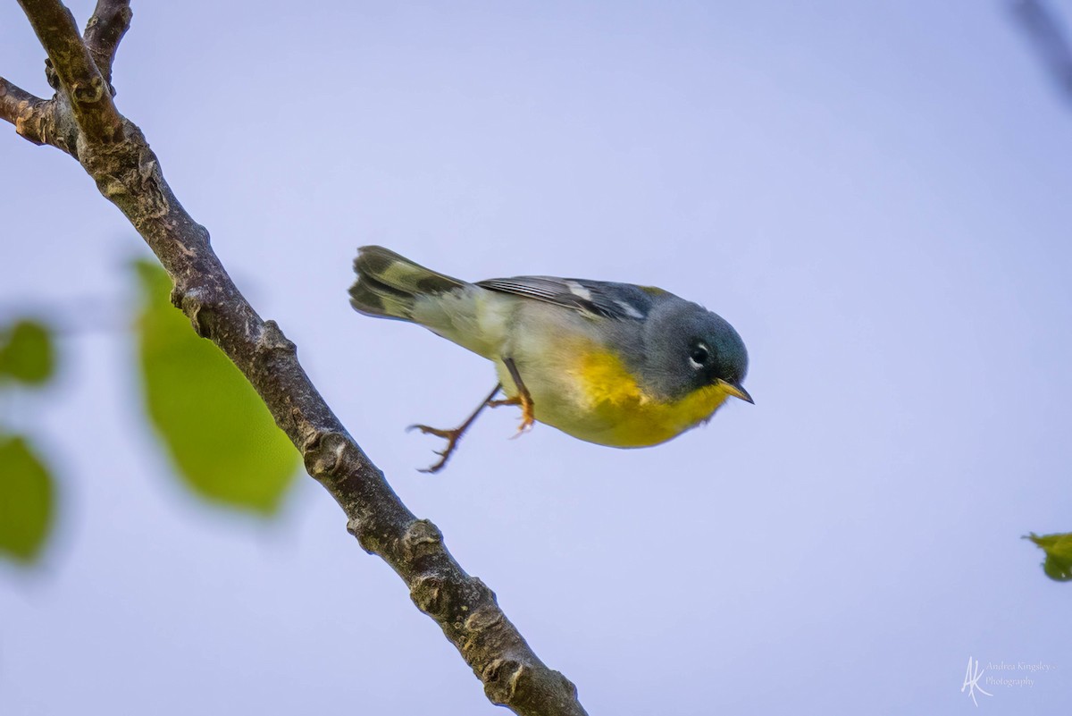 Northern Parula - ML624122019