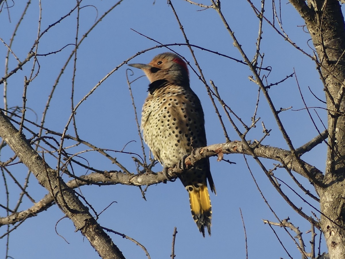 Northern Flicker - ML624122030