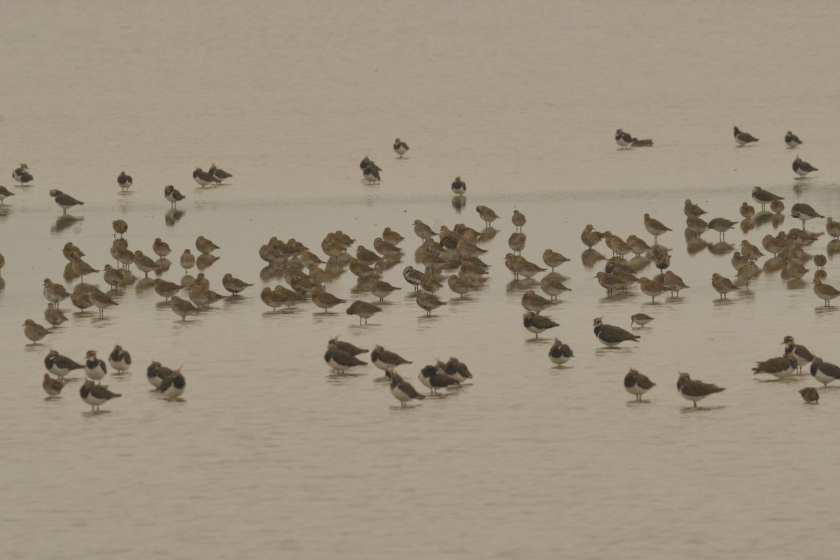 European Golden-Plover - ML624122032