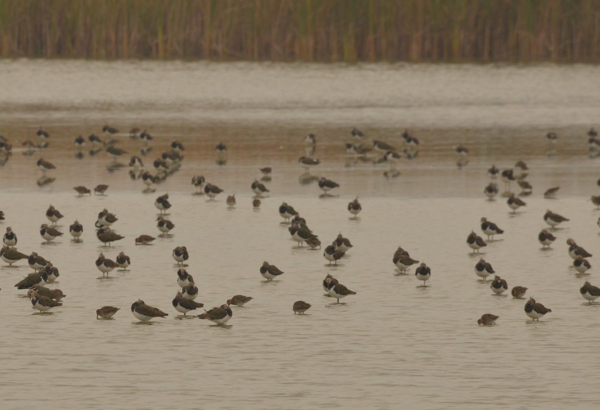 Northern Lapwing - ML624122046