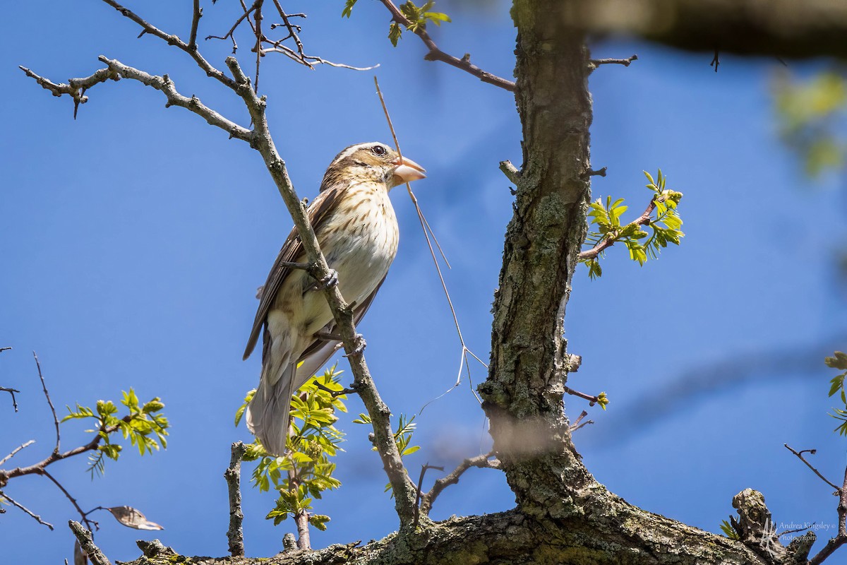 Rose-breasted Grosbeak - ML624122050