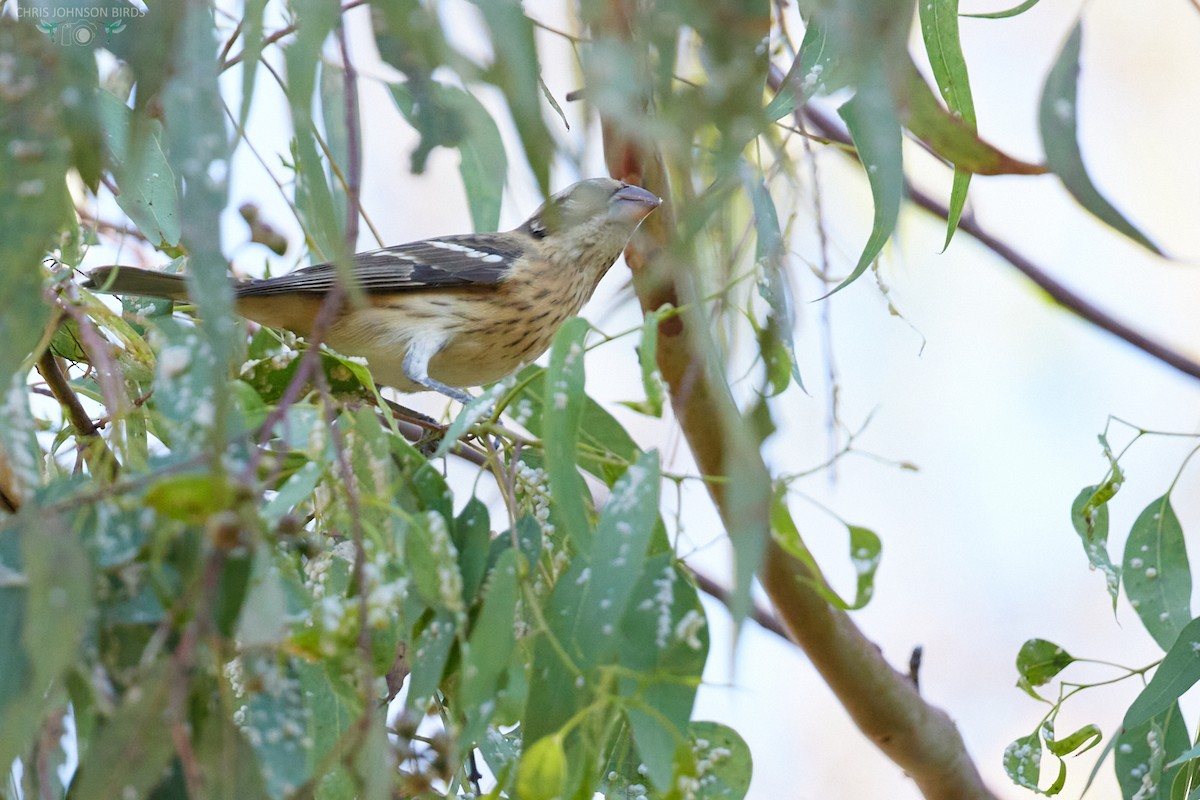 Rose-breasted Grosbeak - ML624122052