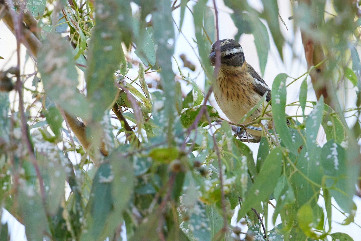 Rose-breasted Grosbeak - ML624122053