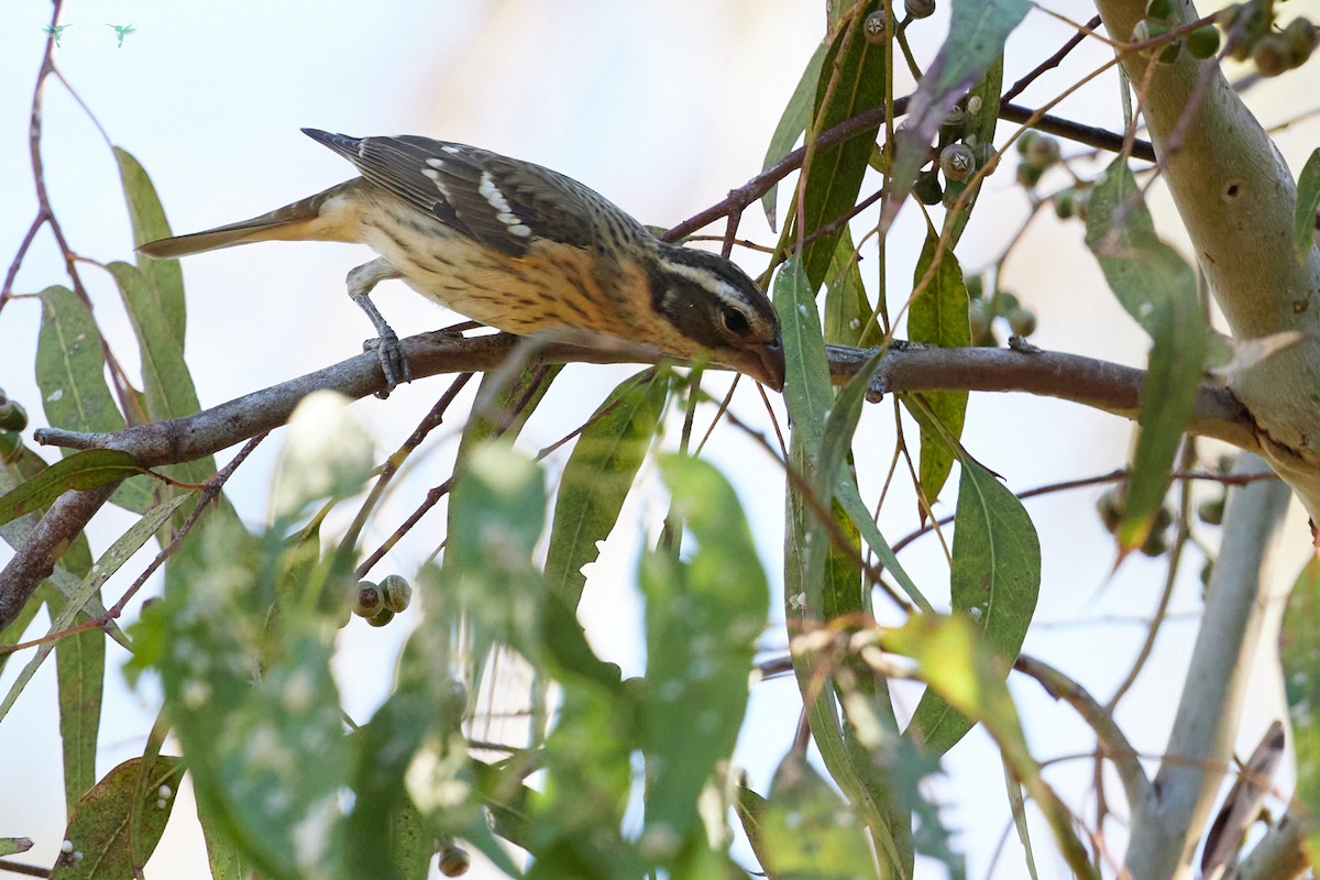 Rose-breasted Grosbeak - ML624122054